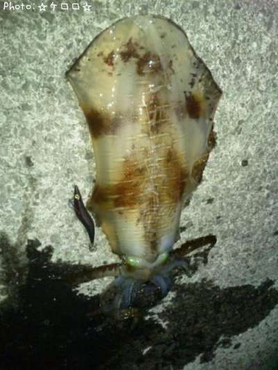 �����ꥤ��