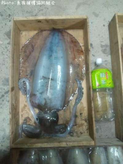 �����ꥤ��