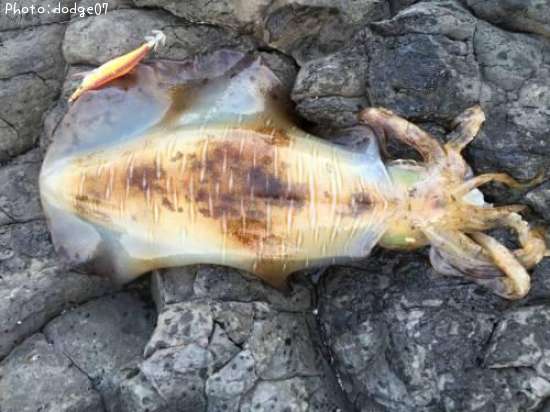 �����ꥤ��