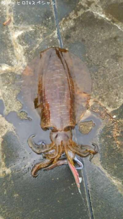 �����ꥤ��