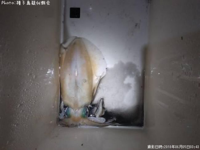 �����ꥤ����������