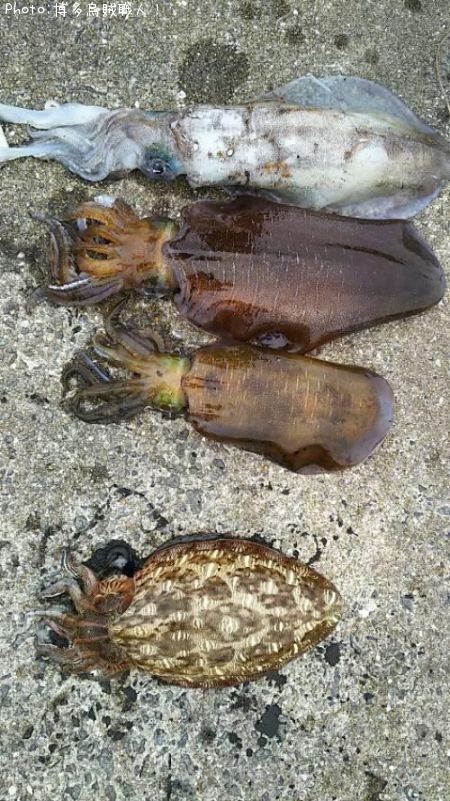 �����ꥤ�������ߥʥꥤ��