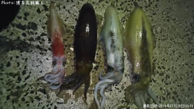 �����ꥤ�������󥵥�����