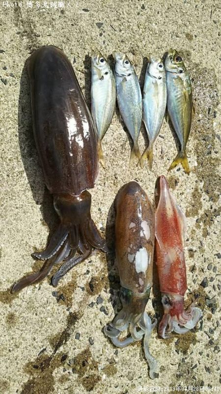 �����ꥤ�������󥵥�����������