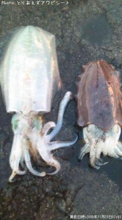 �����ꥤ������������