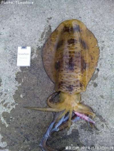 �����ꥤ���ʥߥ�������