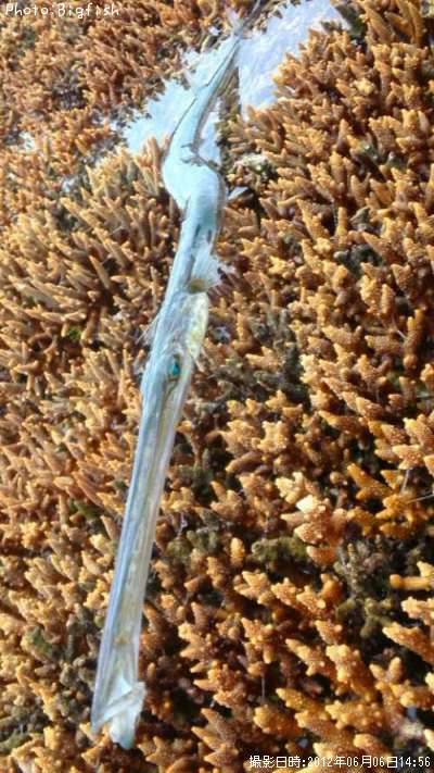 �����䥬��