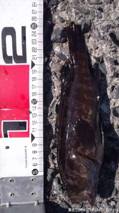 ����ʥ����ˤλ�