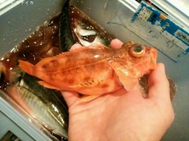 ����ᥫ����