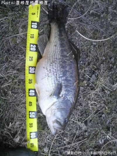 �Х������