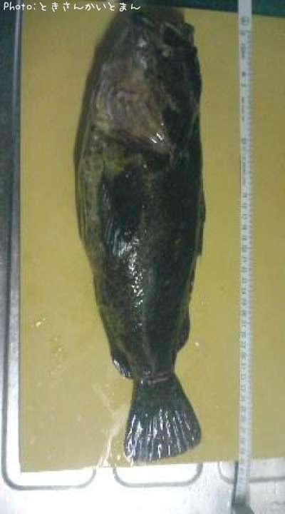 �٥å�������