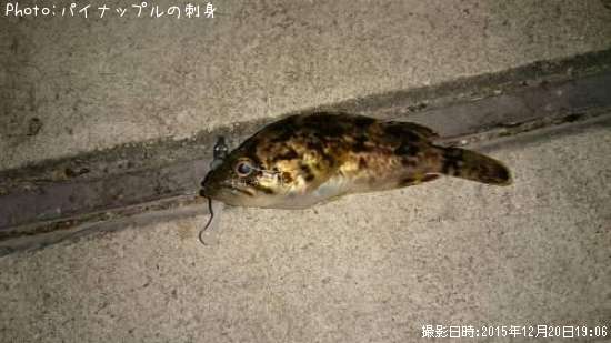 �٥å�������