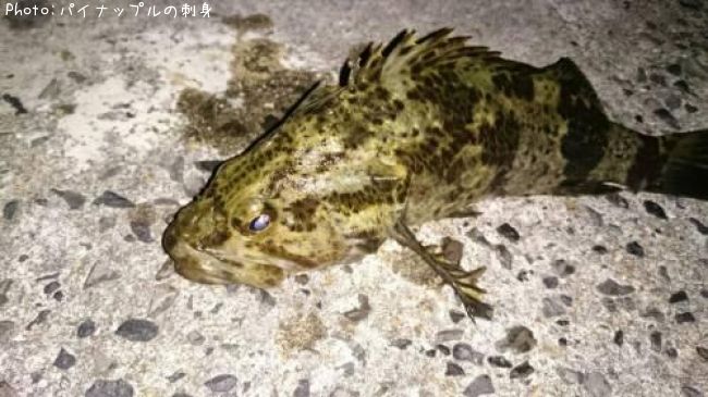 �٥å�������