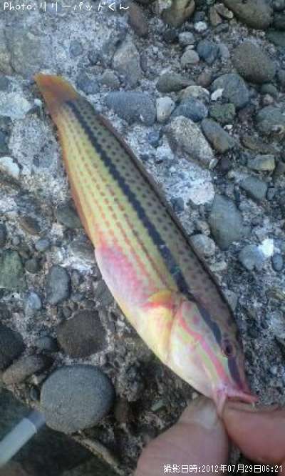 �٥�Υ�����ˤ���ʣ⡰������