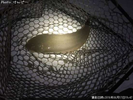 ��ӥ��