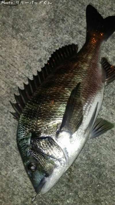 �Ƥӵ�Ͽ�����á����ε�����