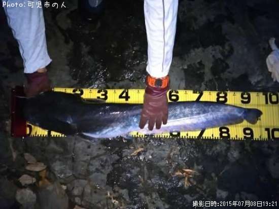 �ӥ拾�����ʥޥ�