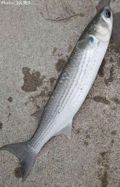 �ܥ�ʲ��Ǥʤ��