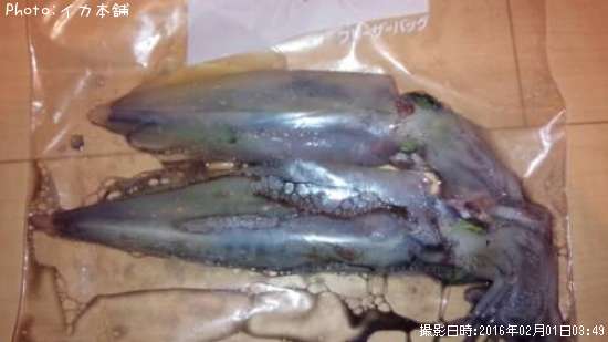 �֥ɥ�����