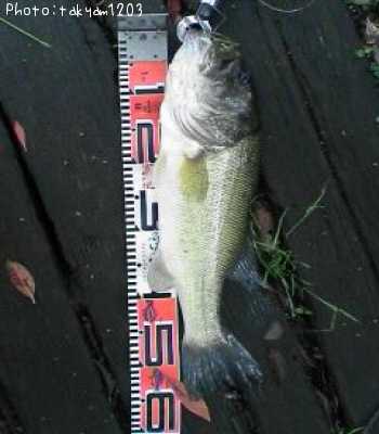 �֥�å��Х�