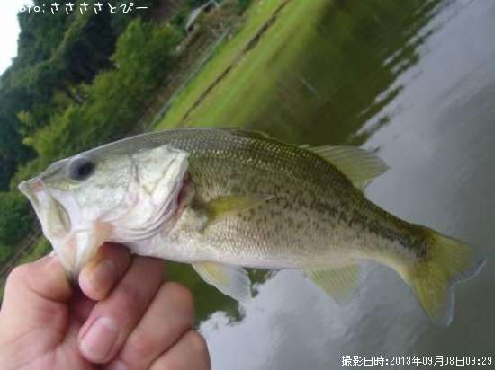 �֥�å��Х�������