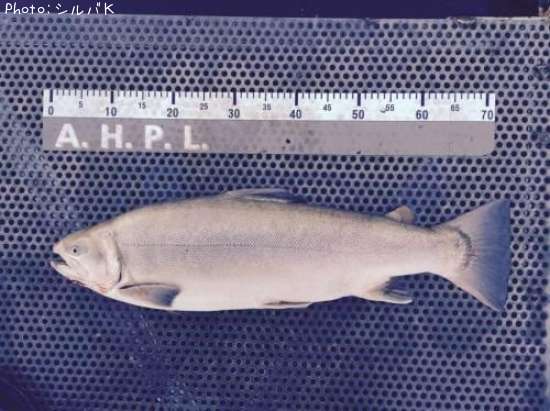 �ƣ��ʥ֥饦��ߥ���������ޡ�