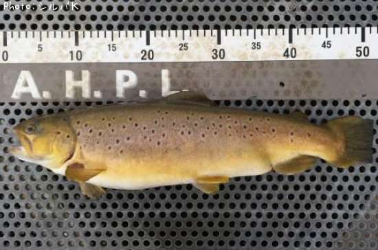 �֥饦��ȥ饦��