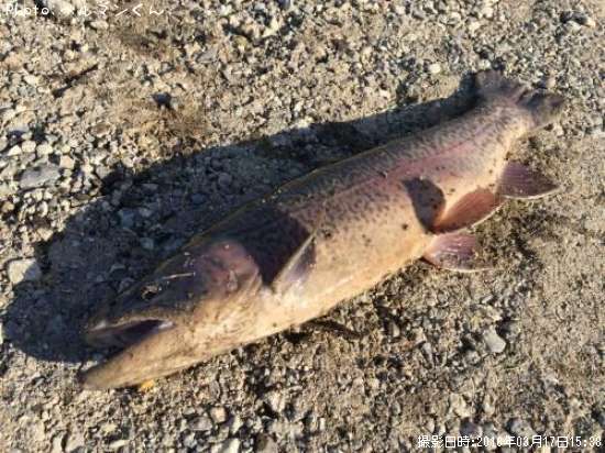 �֥饦��ȥ饦��