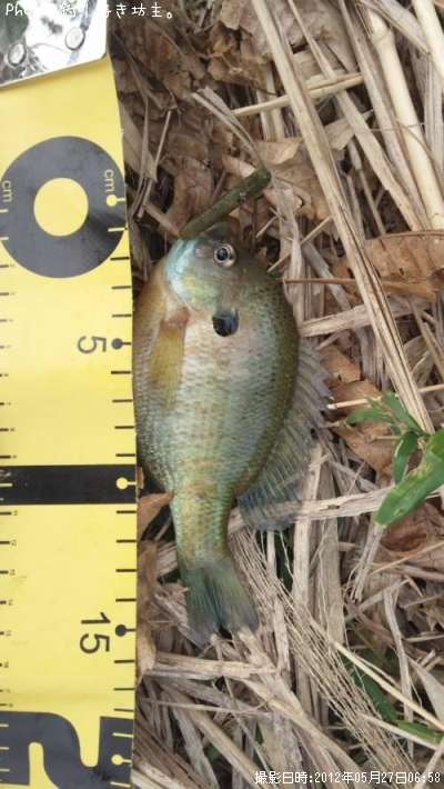 �֥롼����