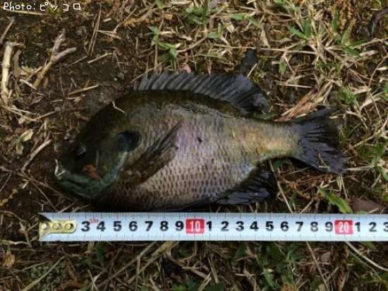 �֥롼����