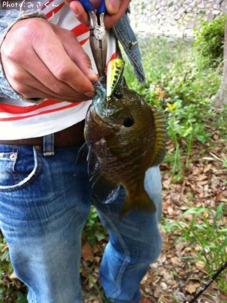 �֥롼����