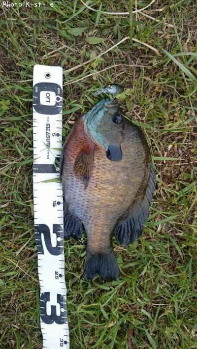 �֥롼����