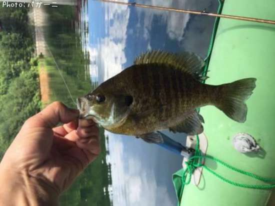 �֥롼����