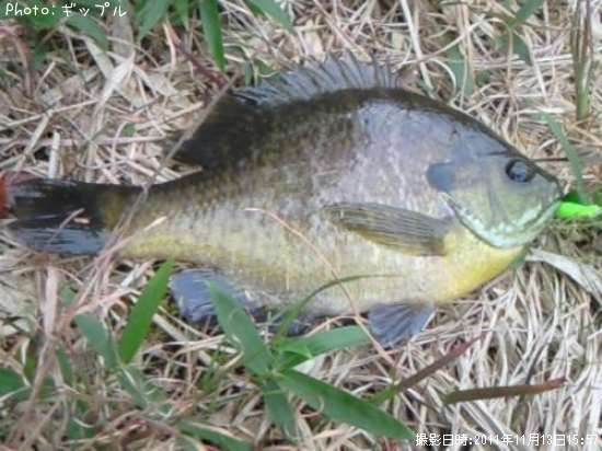 �֥롼����