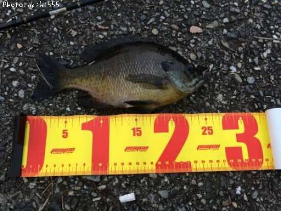 �֥롼����