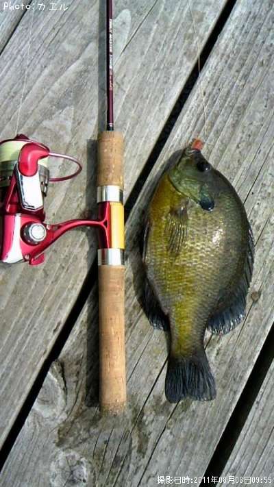 �֥롼����