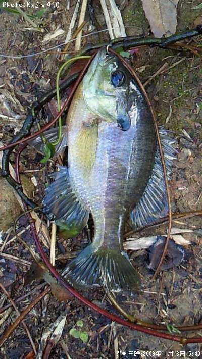 �֥롼����