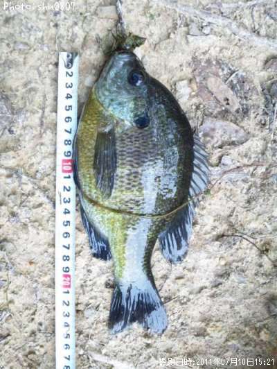 �֥롼����