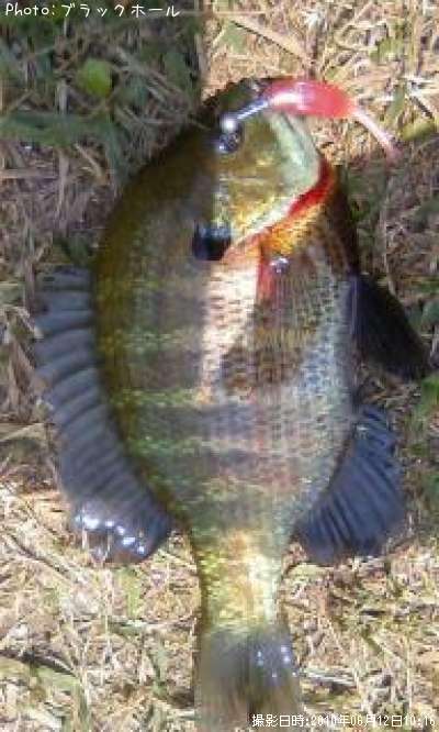 �֥롼����