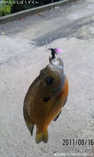 �֥롼����