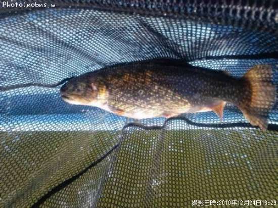 �֥�å��ȥ饦��