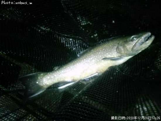 �֥�å��ȥ饦��