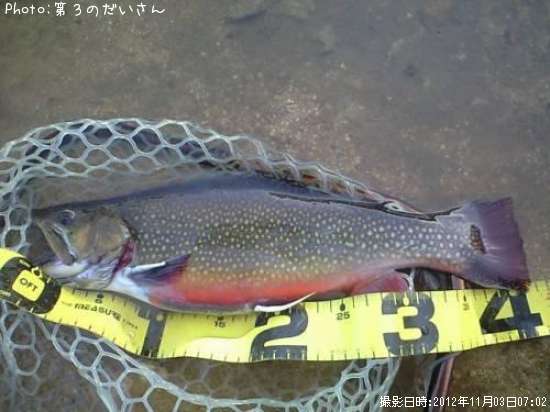 �֥�å��ȥ饦��