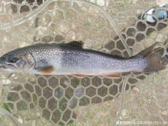 �֥�å��ȥ饦��