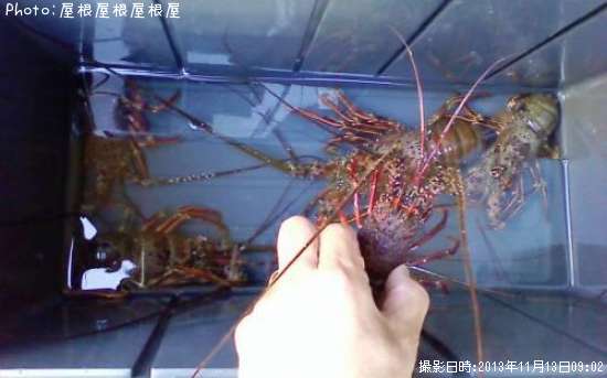 ��̾�����