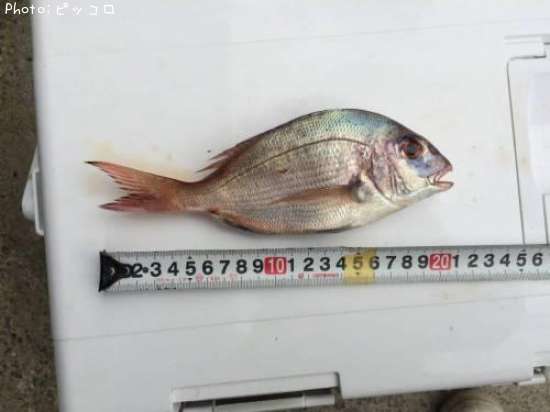 ����ꥳ��