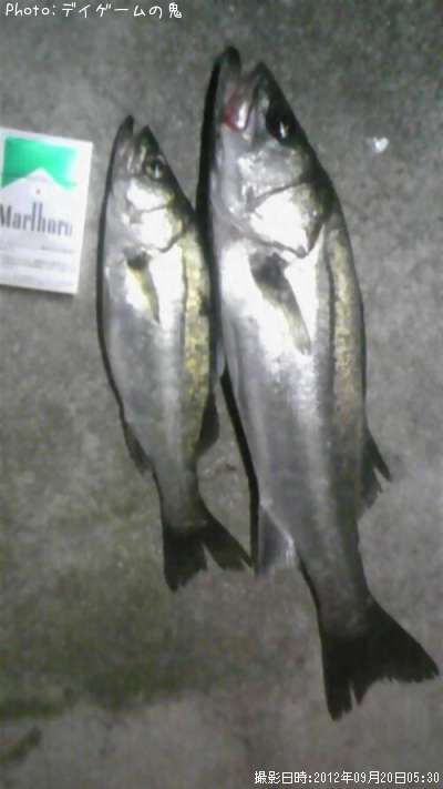 �����Х�