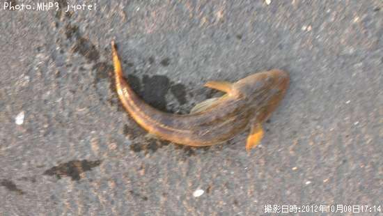 �����Х����ޥ���