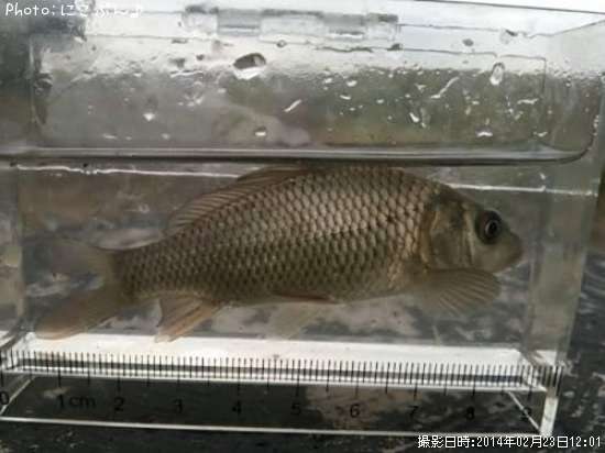 ���ӥ���