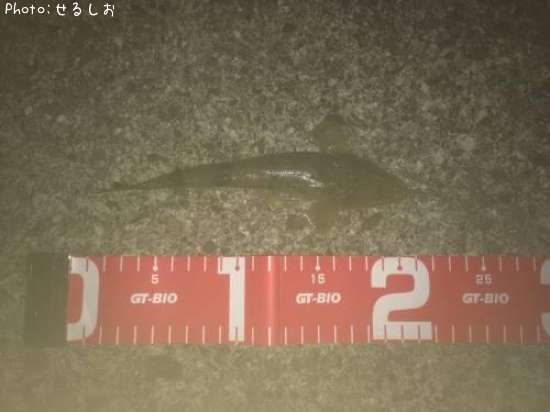 ���ӥޥ���